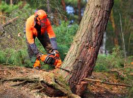 Best Hazardous Tree Removal  in Chester Gap, VA